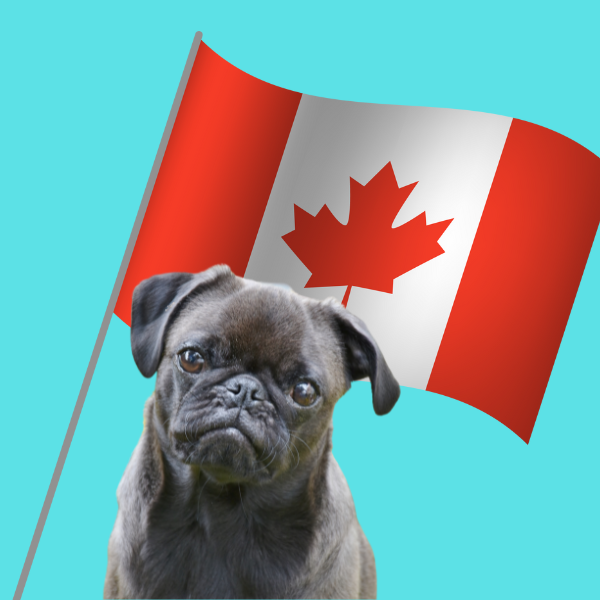 Adorable pug dog with a Canadian flag.