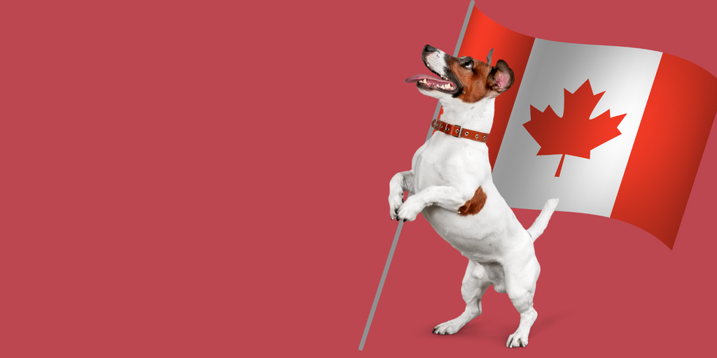 Picture of a cute puppy looking for dog treats with a Canadian flag.