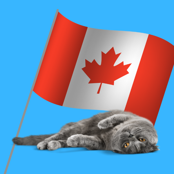 Adorable grey cat with a Canadian flag.